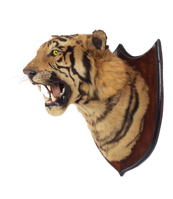 Lot 312 - Taxidermy: Bengal Tiger (Panthera tigris...