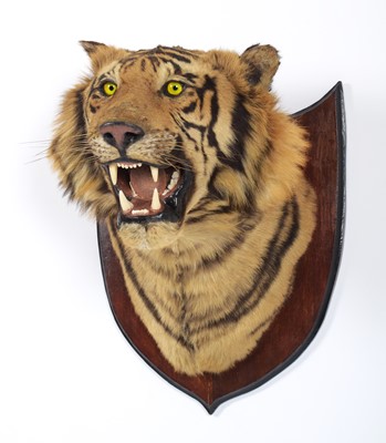 Lot 312 - Taxidermy: Bengal Tiger (Panthera tigris...