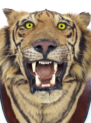 Lot 312 - Taxidermy: Bengal Tiger (Panthera tigris...
