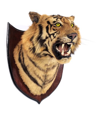 Lot 312 - Taxidermy: Bengal Tiger (Panthera tigris...