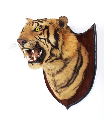 Lot 312 - Taxidermy: Bengal Tiger (Panthera tigris...