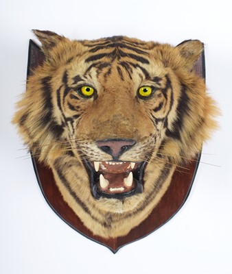 Lot 312 - Taxidermy: Bengal Tiger (Panthera tigris...