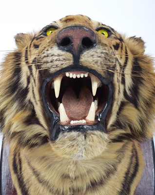 Lot 312 - Taxidermy: Bengal Tiger (Panthera tigris...