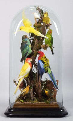 Lot 266 - Taxidermy: A Large Diorama of Tropical Birds,...