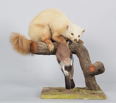 Lot 1269 - Taxidermy: A Scottish Pine Marten (Martes...