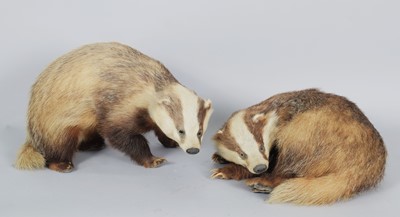 Lot 1258 - Taxidermy: A Pair of European Badgers (Meles...