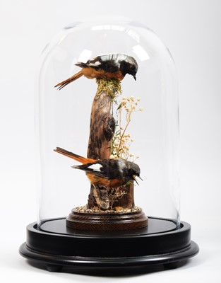 Lot 1262 - Taxidermy: A Pair of Daurian Redstarts...