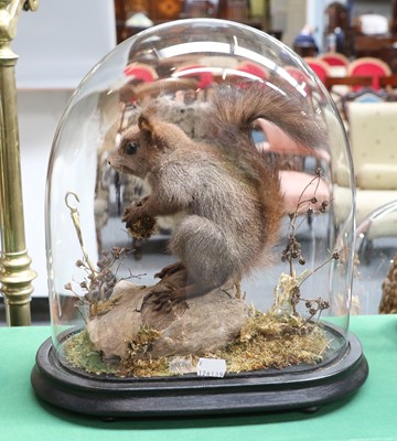 Lot 240 - Taxidermy: An Unusual Grey Red Squirrel...