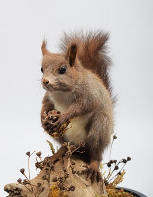 Lot 1093 - Taxidermy: An Unusual Grey Red Squirrel...