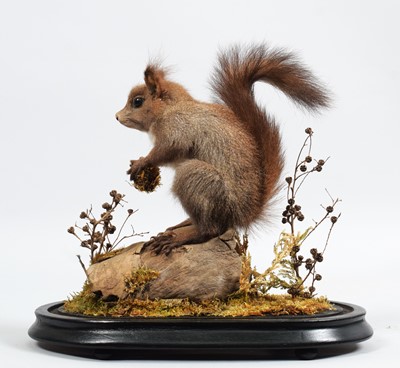 Lot 1093 - Taxidermy: An Unusual Grey Red Squirrel...
