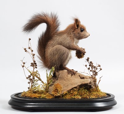 Lot 1093 - Taxidermy: An Unusual Grey Red Squirrel...