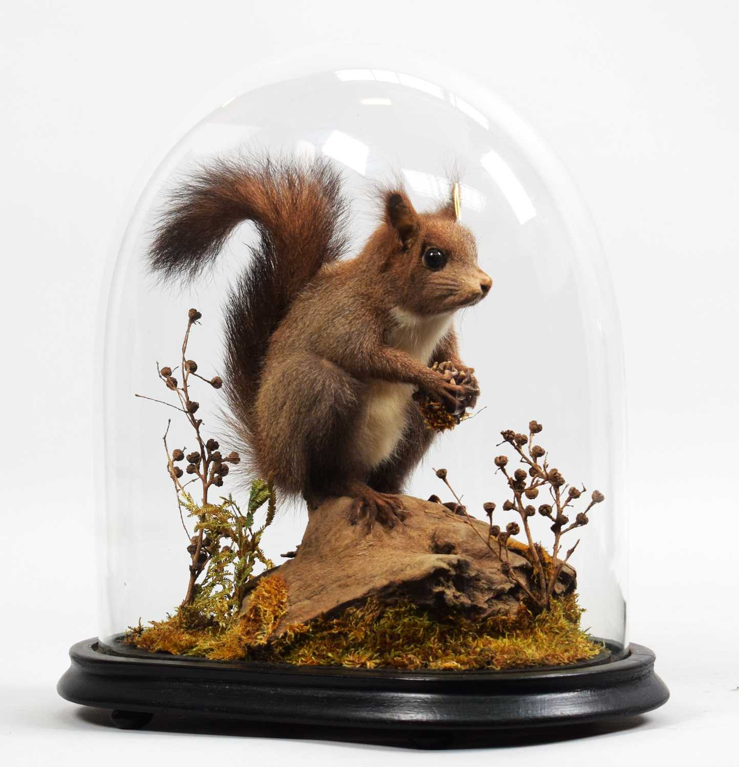 Lot 1093 - Taxidermy: An Unusual Grey Red Squirrel...