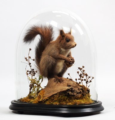 Lot 1093a - Taxidermy: An Unusual Grey Red Squirrel...