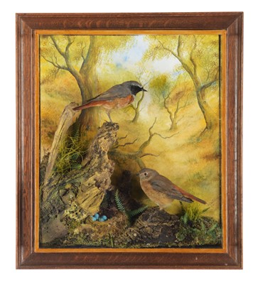 Lot 262 - Taxidermy: A Wall Cased Pair of Common...