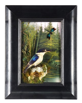 Lot 163 - Taxidermy: A Wall Cased Forest Kingfisher...