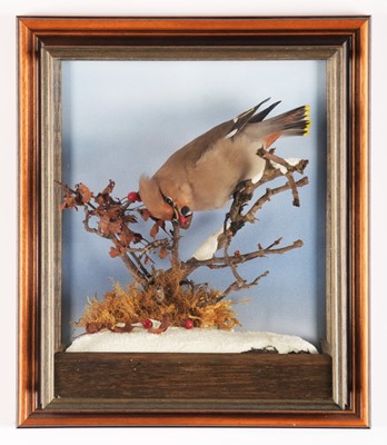 Lot 1275 - Taxidermy: A Wall Cased Waxwing (Bombycilla...