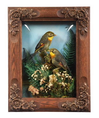 Lot 260 - Taxidermy: A Wall Cased Pair of Red-billed...