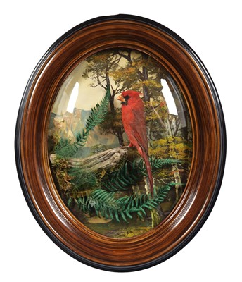 Lot 259 - Taxidermy: A Wall Cased Northern Cardinal...