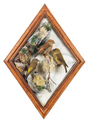 Lot 258 - Taxidermy: A Wall Cased Trio of Crossbills...