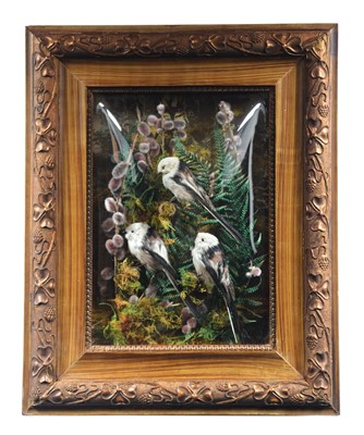 Lot 242 - Taxidermy: A Wall Cased Trio of Long-tailed...