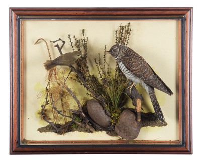 Lot 243 - Taxidermy: A Wall Cased Common Cuckoo & Willow...