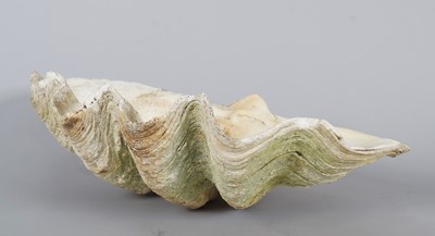 Lot 199 - Conchology: Giant Clam Shell (Tridacna gigas),...