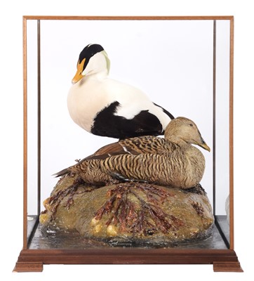 Lot 239 - Taxidermy: A Cased Pair of Common Eider Ducks...