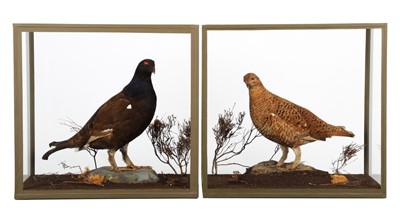 Lot 237 - Taxidermy: A Pair of Cased Black Grouse...