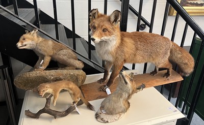 Lot 1162 - Taxidermy: European Red Fox Specimens & Stoat,...