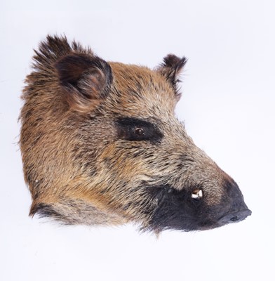 Lot 1163 - Taxidermy: European Wildboar (Sus scrofa),...