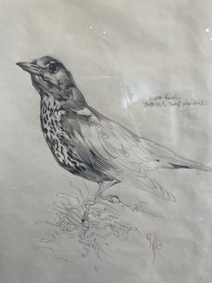 Lot 1001 - Raymond Harris Ching (b.1939) "Mistle Thrush"...