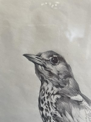 Lot 1001 - Raymond Harris Ching (b.1939) "Mistle Thrush"...