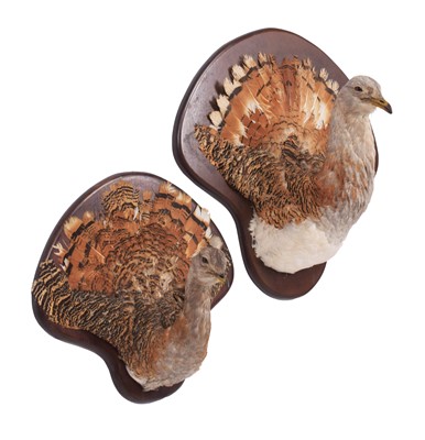 Lot 246 - Taxidermy: A Pair of Great Bustard Neck Mounts...