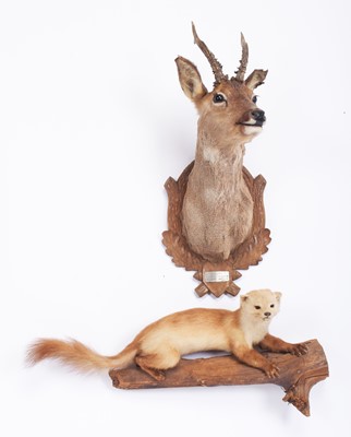 Lot 1157 - Taxidermy: European Roebuck & Pine Marten,...