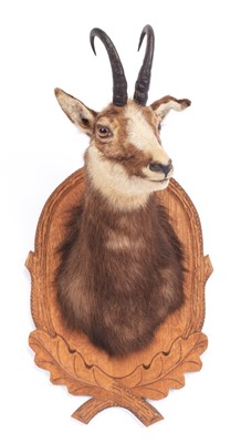 Lot 1158 - Taxidermy: Alpine Chamois (Rupicapra...