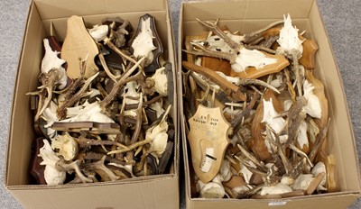 Lot 1166 - Antlers/Horns: A Large Collection of European...