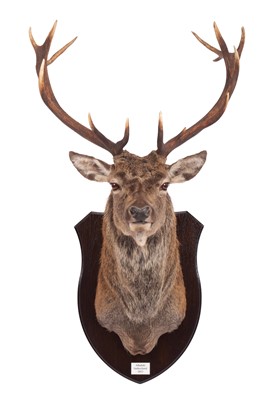 Lot 311 - Taxidermy: Scottish Red Deer (Cervus elaphus...