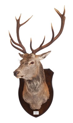 Lot 282 - Taxidermy: Scottish Red Deer (Cervus elaphus...