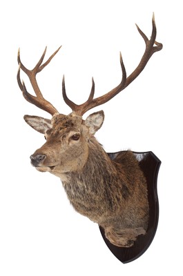 Lot 257 - Taxidermy: Scottish Red Deer (Cervus elaphus...