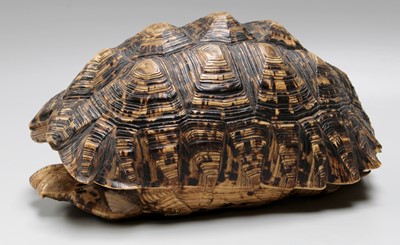 Lot 281 - Natural History: A Leopard Tortoise Shell...