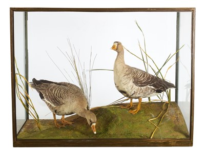 Lot 235 - Taxidermy: A Cased Pair of White-Fronted Geese...