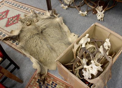 Lot 1154 - Antlers/Horns/Hides: A Collection of Red Deer...