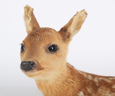 Lot 1167 - Taxidermy: A Roe Deer Fawn (Capreolus...