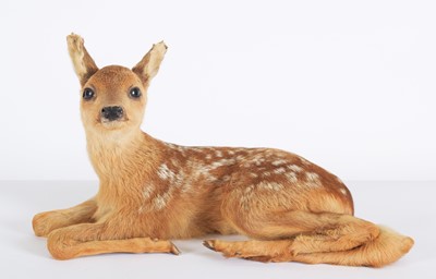 Lot 1167 - Taxidermy: A Roe Deer Fawn (Capreolus...