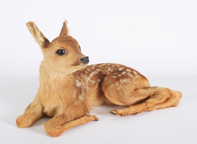 Lot 1167 - Taxidermy: A Roe Deer Fawn (Capreolus...