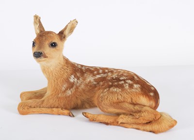 Lot 1167 - Taxidermy: A Roe Deer Fawn (Capreolus...