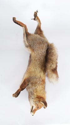 Lot 1168 - Taxidermy: A European Red Fox (Vulpes vulpes),...