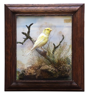 Lot 1 - Taxidermy: A Wall Cased Canary (Serinus...