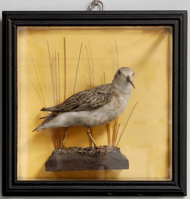 Lot 1173 - Taxidermy: A Wall Cased Dunlin (Calidris...