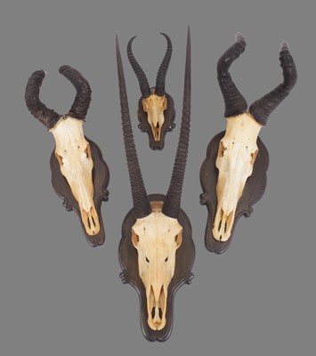 Lot 1165 - Antlers/Horns: A Group of African Game...